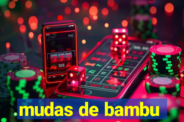 mudas de bambu